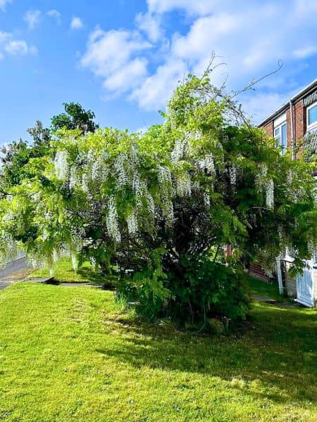 Wisteria Tree (Wisteria sinensis)